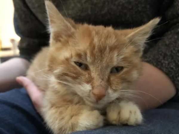 猫传腹治疗