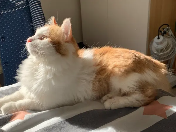 猫传腹症状