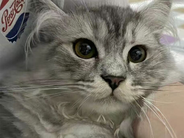 猫传腹治疗费用