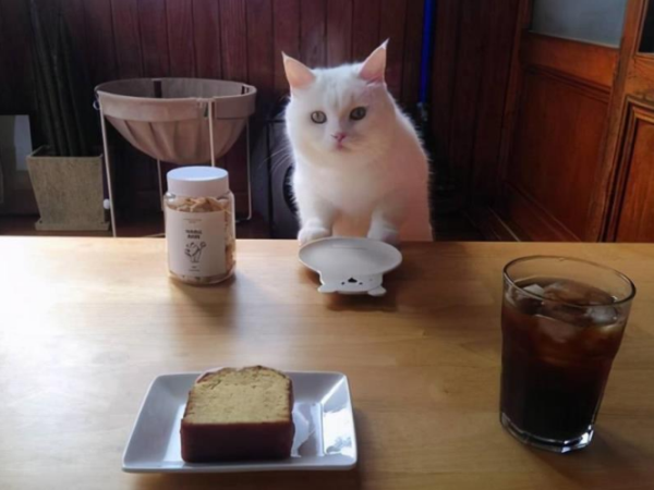 猫传腹症状价格