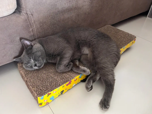 干性猫传腹价格