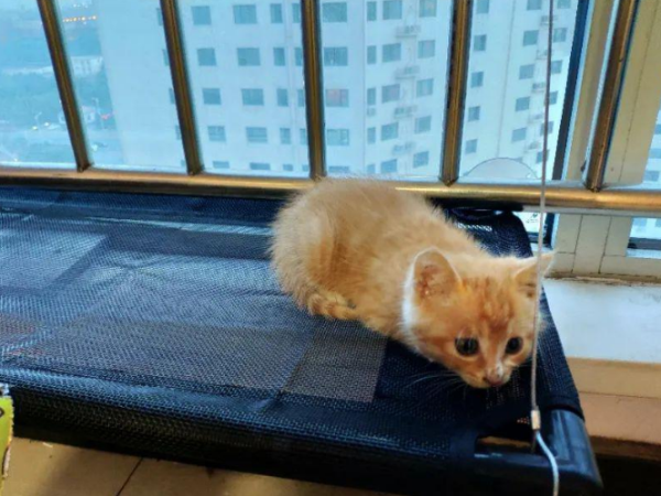湿性猫传腹