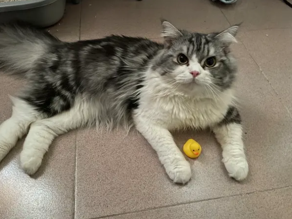 湿性猫传腹公司